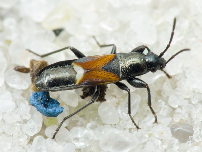 Pterotmetus staphyliniformis (Schilling, 1829)